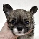 チワワ(ロング)【東京都・女の子・2025年10月12日・フォーン&ホワイト】の写真4