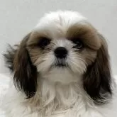 シーズー【東京都・男の子・2025年4月16日・ホワイト&ゴールド】の写真4