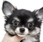 チワワ(ロング)【東京都・男の子・2025年9月5日・ブラック、タン&ホワイト】の写真4