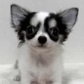 チワワ(ロング)【東京都・女の子・2025年6月24日・ブラック、タン&ホワイト】の写真4