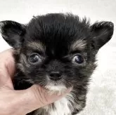 チワワ(ロング)【東京都・男の子・2025年10月5日・ブラック、タン&ホワイト】の写真4