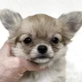 チワワ(ロング)【東京都・女の子・2025年10月5日・フォーン&ホワイト】の写真4