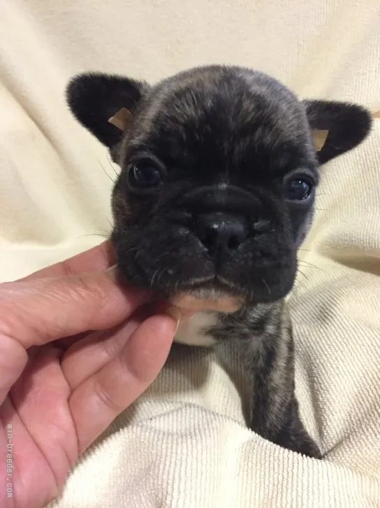 ティガーママ 様のお迎えした子犬