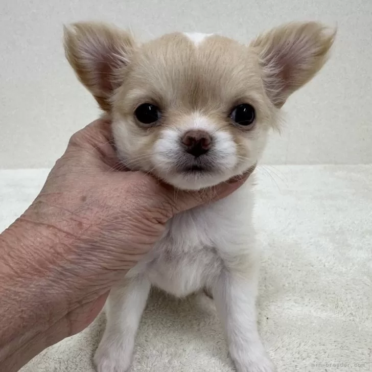 A.O 様のお迎えした子犬