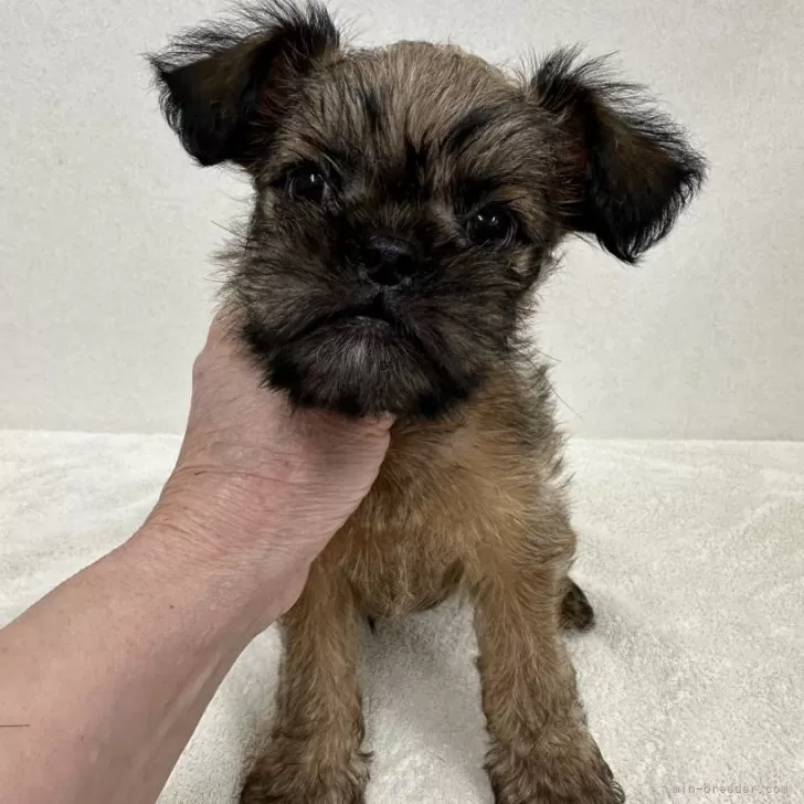 ID:2405-01284の子犬