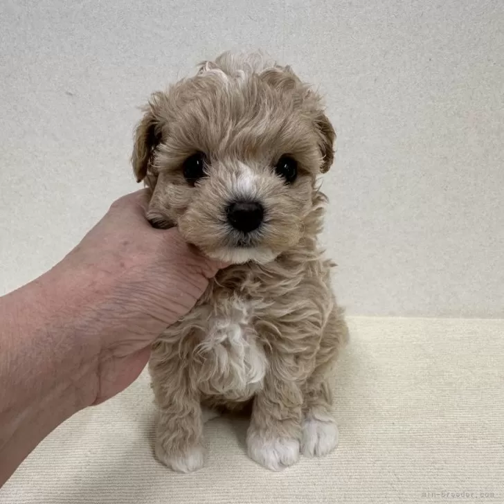 ID：2403-03834の子犬