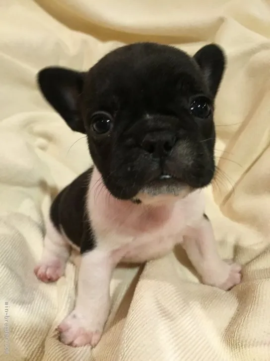 PIANO 様のお迎えした子犬