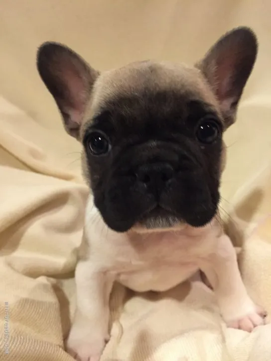 おにぎり 様のお迎えした子犬