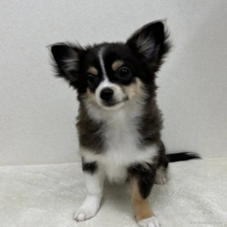 ID:2308-02601の子犬