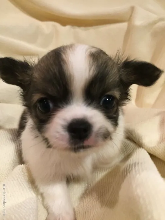 ID:1601-00262の子犬