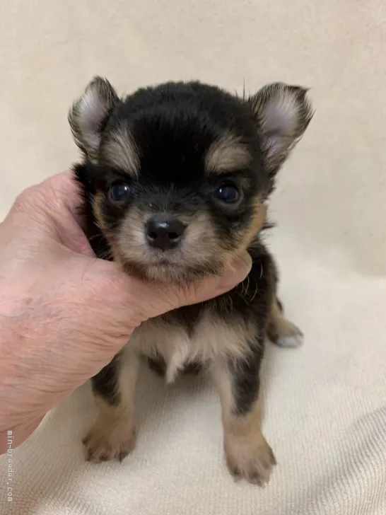 ID:2006-00917の子犬