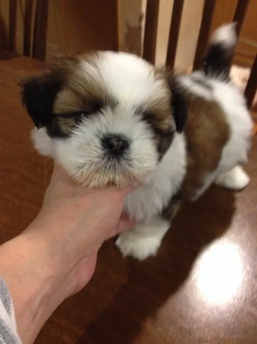 ふじはら 様のお迎えした子犬