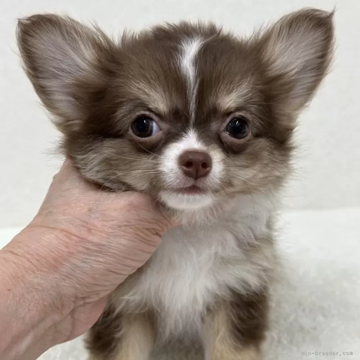 ID：2407-05232の子犬