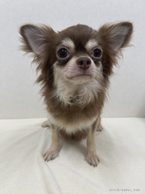 チワワ(ロング)【・女の子・2021年1月20日・チョコレート&amp;タン】