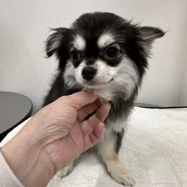ID：2310-05903の子犬