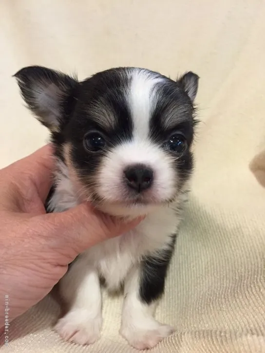 みかりん 様のお迎えした子犬