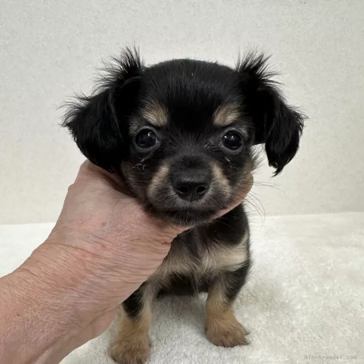 ID：2409-01720の子犬