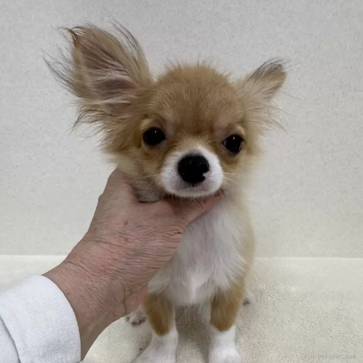 ID：2401-04433の子犬