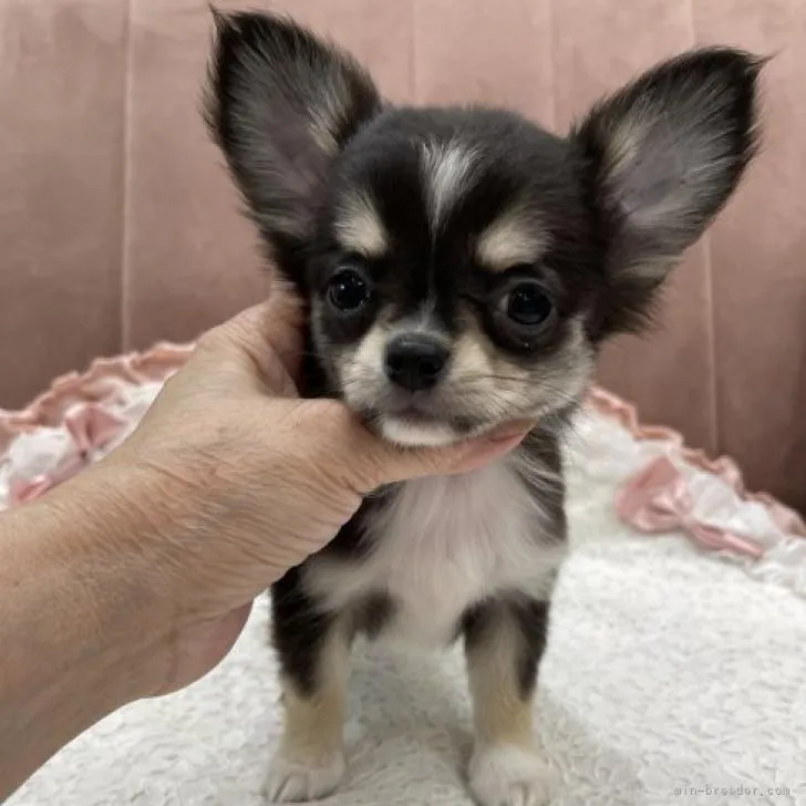 ID:2207-01795の子犬