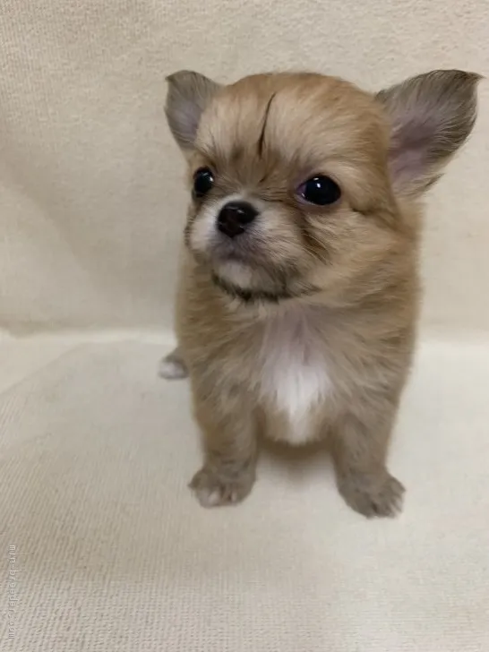 ID:1902-02146の子犬