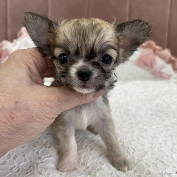 ID：2206-03436の子犬