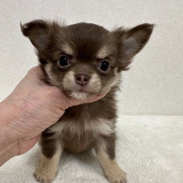 チワワ(ロング)【東京都・男の子・2024年1月24日・チョコレート、タン&ホワイト】の写真「父親JKCチャンピオンの美男子君」