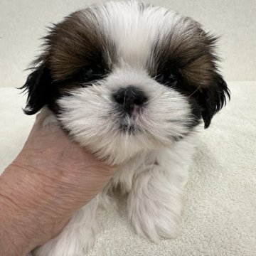 シーズー【東京都・女の子・2023年12月23日・ホワイト&ゴールド】の写真「陽気で明るい超美人さん」