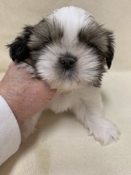 シーズー【東京都・男の子・2018年12月10日・ホワイト&ゴールド】の写真「まん丸お顔の美男子君」