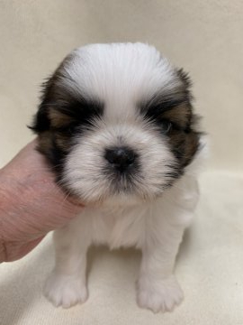 シーズー【東京都・男の子・2019年4月4日・ホワイト&ゴールド】の写真「2頭兄妹の美男子君」