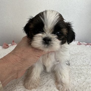 シーズー【東京都・女の子・2023年1月25日・ホワイト&ゴールド】の写真「小ぶりなお目目クリクリの小ぶりな美人さん」