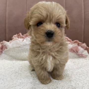 父親ティーカッププードル×母親マルチーズのマルプー【東京都・女の子・2022年5月24日・アプリコット】の写真「父親ティーカッププードルの小ぶりな美人さん」