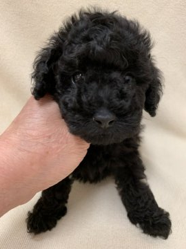 トイプードル(タイニー)【東京都・男の子・2019年3月14日・ブラック】の写真「兄弟で一番小ぶりな美男子君」