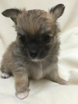 チワワ(ロング)【東京都・女の子・2016年11月15日・レッド】の写真「お目クリクリの可愛い子」