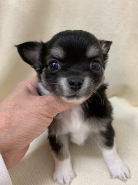 チワワ(ロング)【東京都・男の子・2019年3月13日・ブラック、タン&ホワイト】の写真「優良血統のイケメン君」