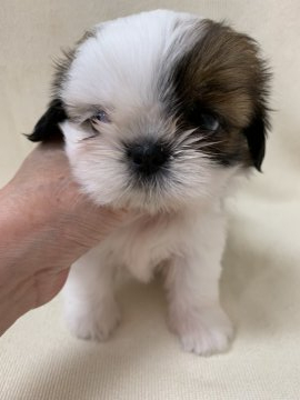 シーズー【東京都・女の子・2019年7月16日・ホワイト&ゴールド】の写真「陽気でキュートな女の子」