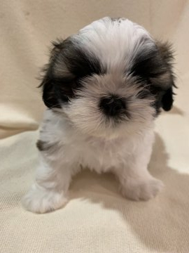 シーズー【東京都・男の子・2019年7月28日・ホワイト&ゴールド】の写真「のんびり屋さんのイケメン君」