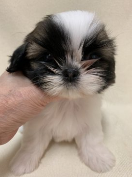 シーズー【東京都・女の子・2019年7月28日・ホワイト&ゴールド】の写真「陽気で甘えん坊なキュートな子」