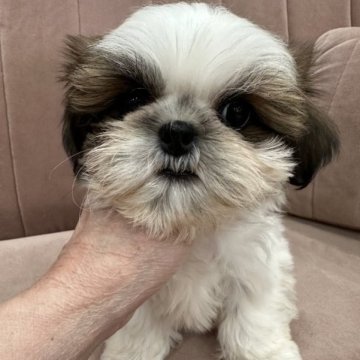 シーズー【東京都・女の子・2023年2月20日・ホワイト&ゴールド】の写真「小ぶりでキュートな美人さん」