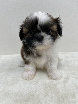 シーズー【東京都・女の子・2021年3月31日・ホワイト&ゴールド】の写真「陽気で明るいキュートな子💕」