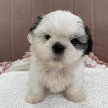 シーズー【東京都・男の子・2022年6月3日・ホワイト&ゴールド】の写真「愛嬌のあるハンサム君」