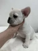 フレンチブルドッグ【東京都・女の子・2023年10月31日・クリーム】の写真2