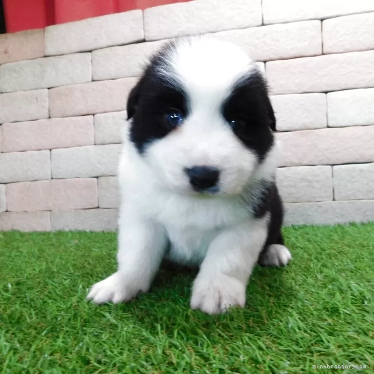 ボーダーコリー【三重県・男の子・2025年11月3日・ブラック&amp;ホワイト】の写真1