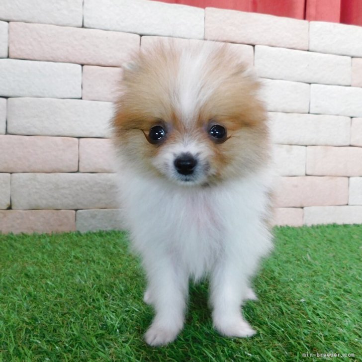 ブリーダー画像