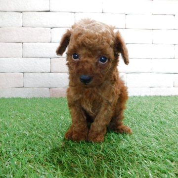 タイニープードル【三重県・男の子・2025年7月22日・レッド】の写真「とてもかわいい子犬が生まれました。」