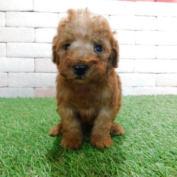 トイプードル(トイ)【三重県・女の子・2025年11月4日・レッド】の写真「とてもかわいい子犬が生まれました。」