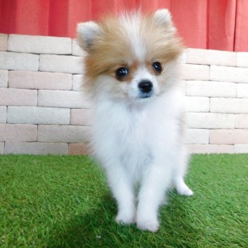 ポメラニアン【三重県・女の子・2025年9月28日・オレンジパーティー】の写真「販売終了日がある子犬です。」