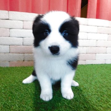 ボーダーコリー【三重県・男の子・2025年11月3日・ブラック&ホワイト】の写真「とてもかわいい子犬が生まれました。。」