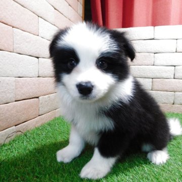 ボーダーコリー【三重県・男の子・2025年11月3日・ブラック&ホワイト】の写真「とてもかわいい子犬が生まれました。。」