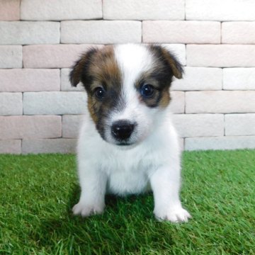 ジャックラッセルテリア【三重県・男の子・2025年7月30日・ホワイト&タン】の写真「とてもかわいい仔犬です。」