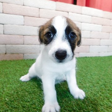 ジャックラッセルテリア【三重県・女の子・2025年7月30日・ホワイト&タン】の写真「とてもかわいい仔犬です。」